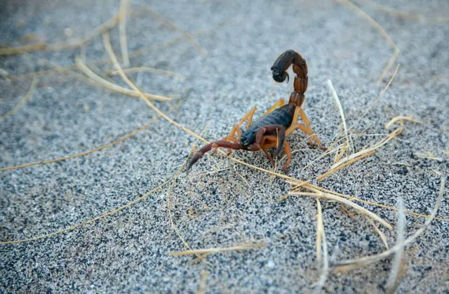 કચ્છ, ગુજરાત, વીંછીના ફાયદા, વીંછીના ખેતીને ફાયદા, જંતુનાશક, બીબીસી ગુજરાતી, ગુજરાતમાં ખેતી