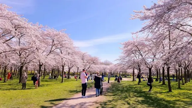 Amsterdamse Bos tiga kali lebih besar dari Central Park Manhattan.