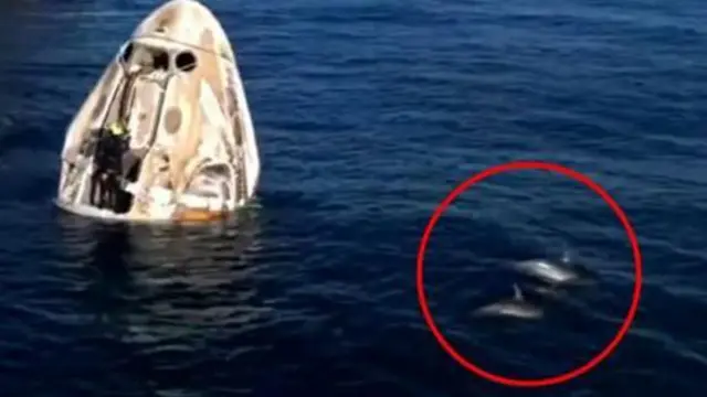 यान पानीमा ओर्लिएपछि वरिपरि डल्फिनहरू झुम्मिएका थिए