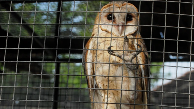 burung hantu, Tyto alba
