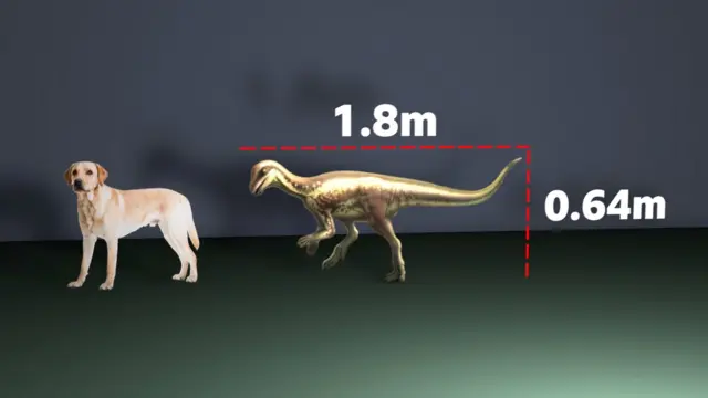 Um gráfico mostrando um labrador ao lado de uma ilustração do dinossauro do Enigmacursor