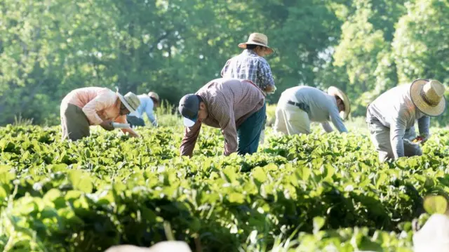 Inmigrantes recogiendo fresas.