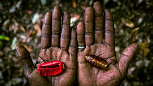 Papua: Pala dari Fakfak, ‘anak tiri’ rempah Indonesia - BBC News Indonesia