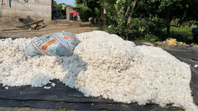 सुनिता यांनी घराबाहेर ठेवलेला कापूस