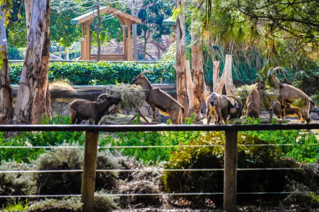 bezoar ibex yaban keçisi Türkiye