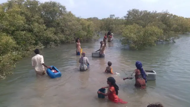 سندھ، مینگرووز