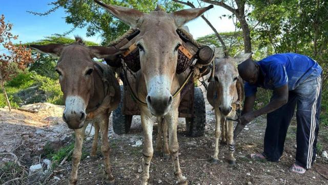 Bir eşek, yoksul kırsal bölgelerdeki pek çok insan için mütevazı bir geçim kaynağı ile yoksulluk arasındaki fark anlamına gelebiliyor