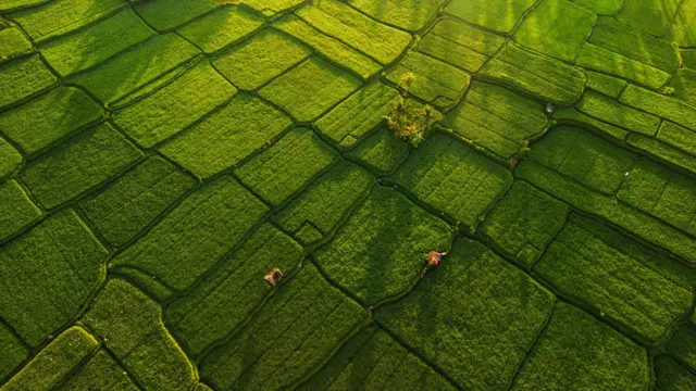 Lahan sawah di Indonesia.