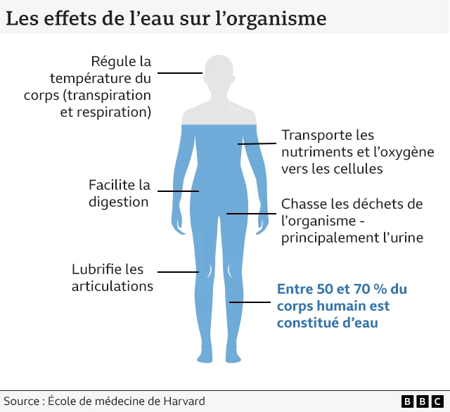 Illustration montrant les fonctions vitales de l'eau
