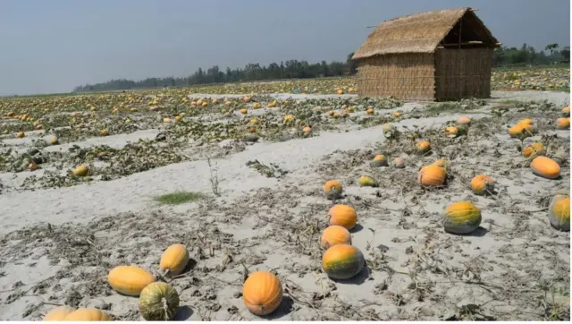 Buqqee dirree guutee jiru