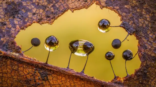 Mohos deslizantes de color oscuro crecen en el agujero de una hoja con gotas de agua aferradas a estos