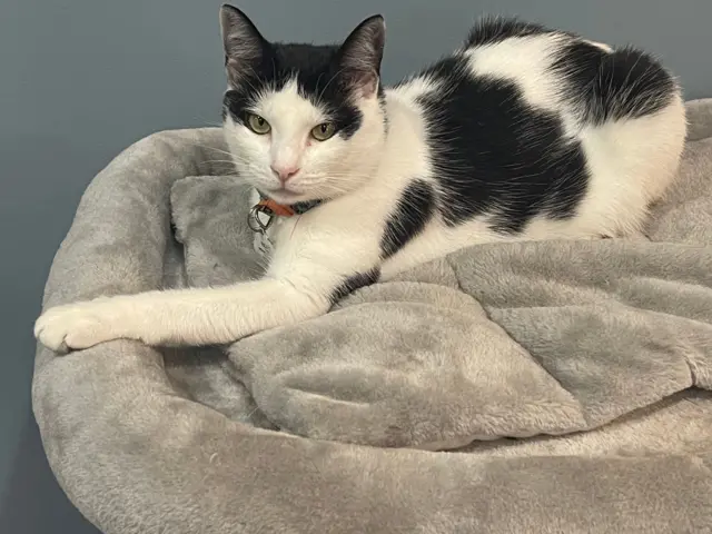 Hope, un des chats de M.Sy