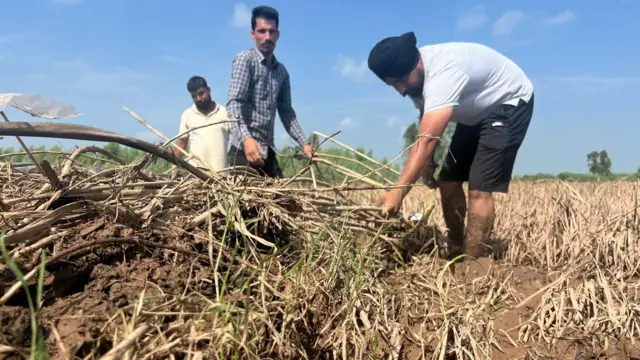 ਅਮਨਪ੍ਰੀਤ ਸਿੰਘ