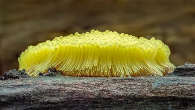 Decenas de mohos deslizantes amarillos agrupados sobre un trozo de madera