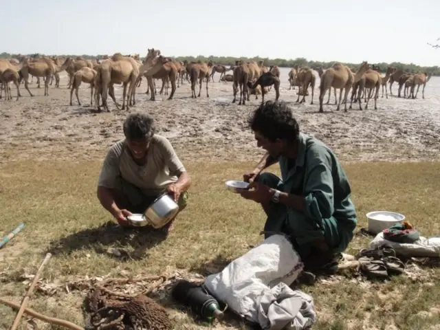 कच्छमध्ये सुमारे 350 कुटुंबे उंटपालनाशी जोडलेली आहेत.