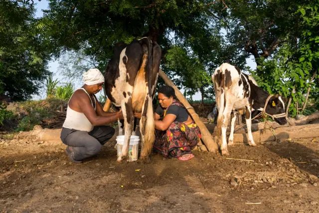 બીબીસી ગુજરાતી ગાય ભેંસ દુધાળા પશુ વ્યંધત્વ ફર્ટિલિટી પશુપાલક