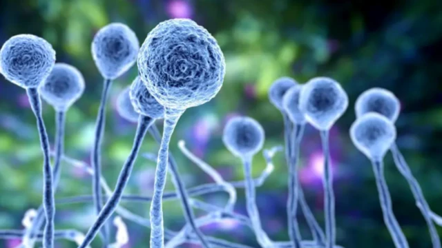 ਕਿਲਰ ਫੰਗਸ