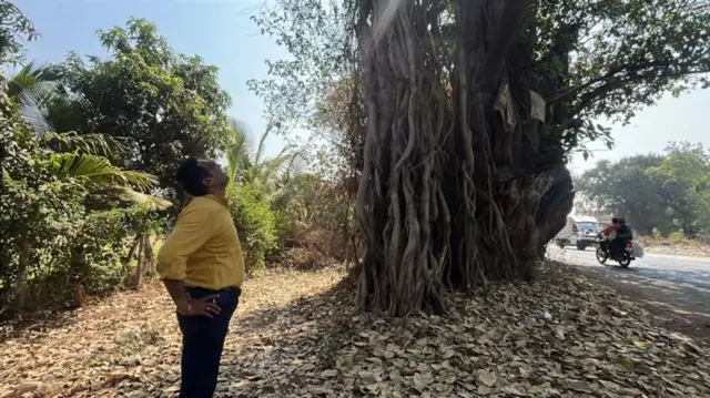 रूपेश कलंत्री कहते हैं कि आज हम इस तरह के पेड़ लगाकर उन्हें ज़िंदा रख पाएंगे, इसकी कोई संभावना नहीं है