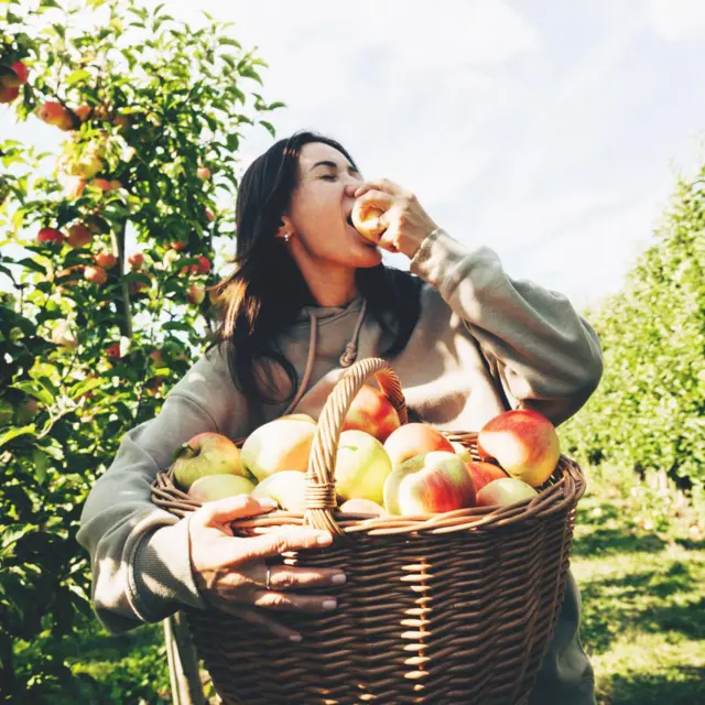 Elma bahçesinde bir kadın bir elinde elma dolu bir sepet tutuyor ve diğer eliyle de bir elmayı ısırıyor
