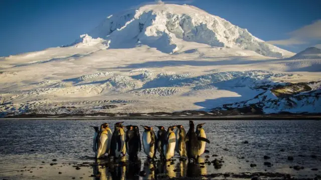 Pingüinos en la isla Heard.