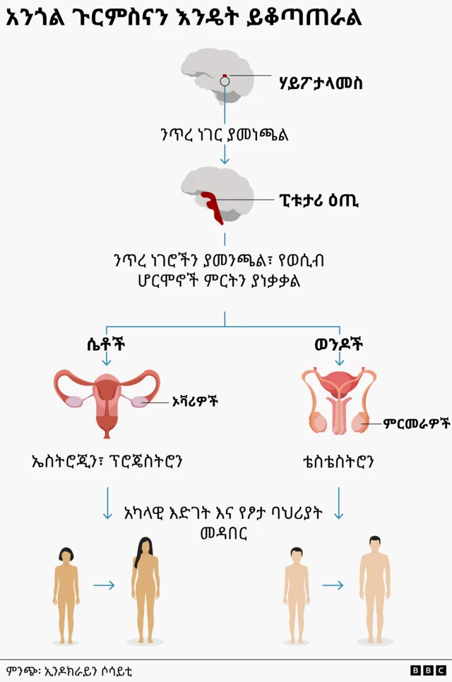 አንጎል ጉርምስናን እንዴት እንደሚቆጣጠር የሚያሳይ ሥዕል