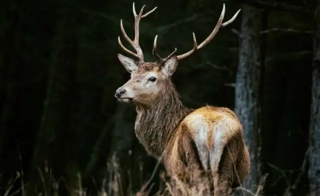 হরিণের ছবি 
