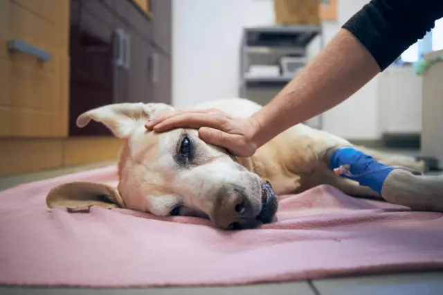 Cachorro deitado recebendo remédio na veia