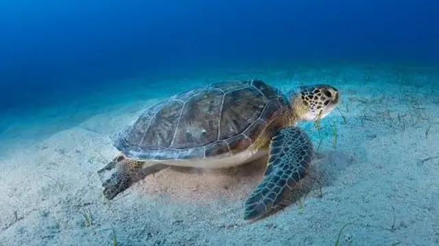 green turtle