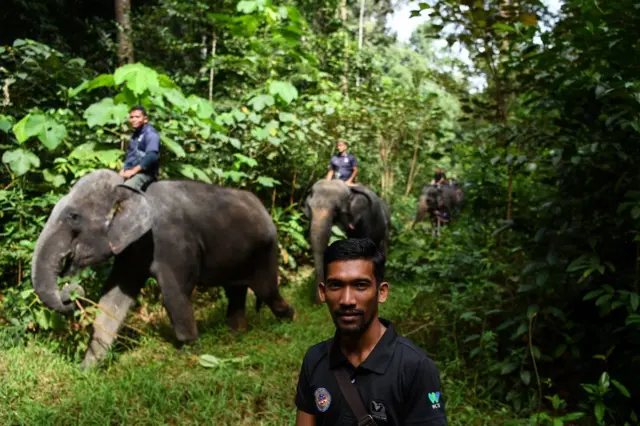 gajah, malaysia