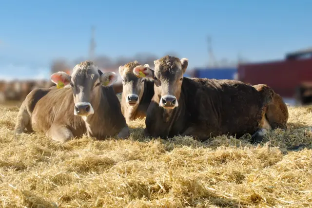 Кыргызстандын сүт экспорту жандана баштады