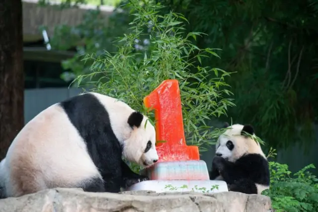 Mei Xiang y su cachorro