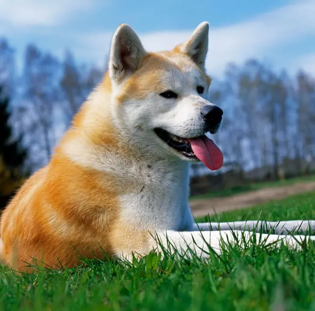 प्रातिनिधिक फोटो