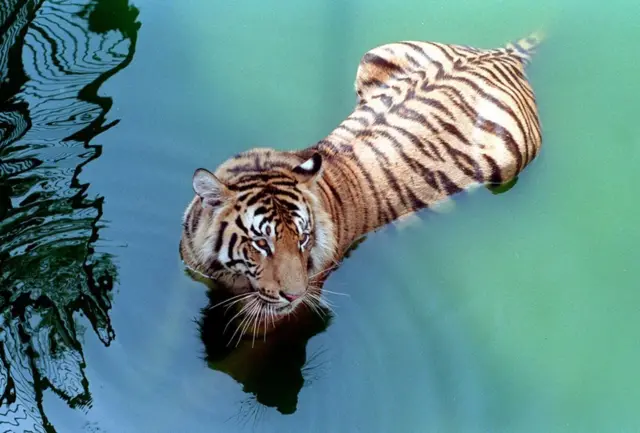 মিরপুর জাতীয় চিড়িয়াখানায় বাঘ।