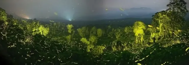 આગિયા, બીબીસી ગુજરાતી