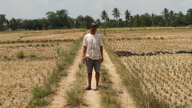 harga beras hari ini.