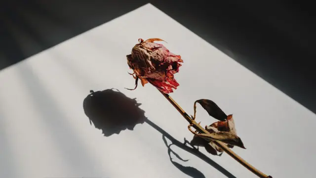 Rosa murcha com sombra em um fundo branco cercado por uma moldura de sombra - foto de arquivo