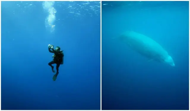 ኣሕመድ ጃብርን መንቋሕቋሕታ ዘለዎ ዓሳ ነባሪ ኩቪየርን