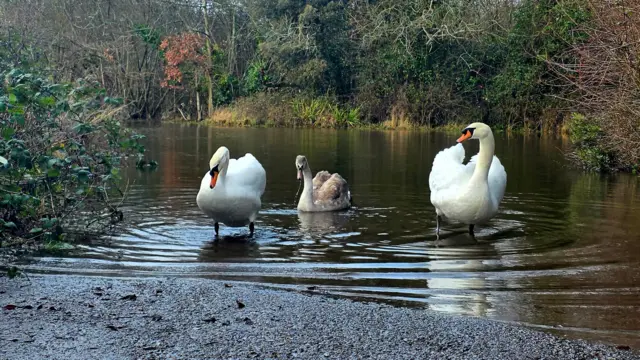 Tres cisnes grandes en un río. Dos de ellos se dirigen a la orilla.
