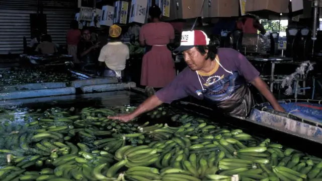 CHIQUITA' BANANA PACKING PLANT, PANAMA