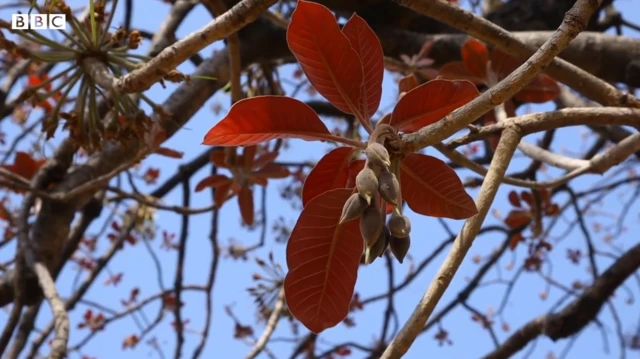 విప్ప పువ్వు