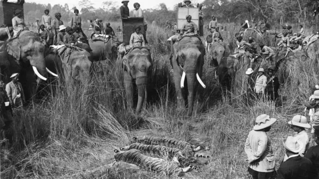 রাজারাজড়াদের ঢালাও বাঘ শিকার অব্যাহত ছিল বিংশ শতাব্দীতেও