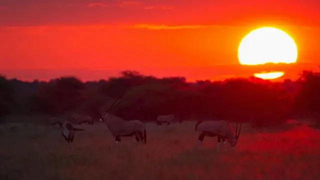 సెంట్రల్ కలహరి గేమ్ రిజర్వ్