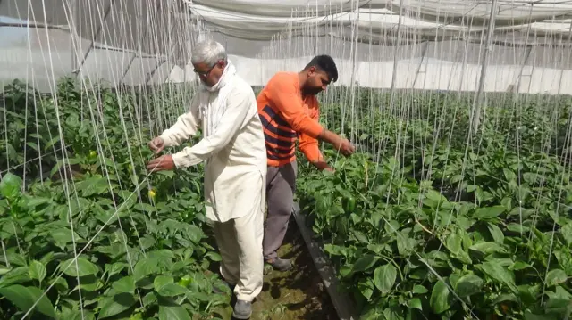 ਸ਼ਿਮਲਾ ਮਿਰਚ