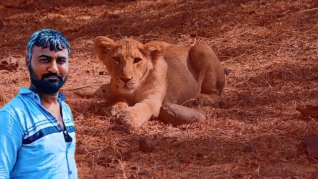 సింహాన్ని మత్తులోకి దించడానికి గన్ సహాయంతో ప్రయోగించిన ఇంజెక్షన్ డార్ట్ తన చేతిలో గుచ్చుకోవడంతో చనిపోయిన అష్రఫ్ చౌహాన్