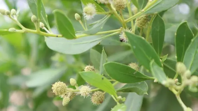 కోనోకార్పస్ చెట్లు