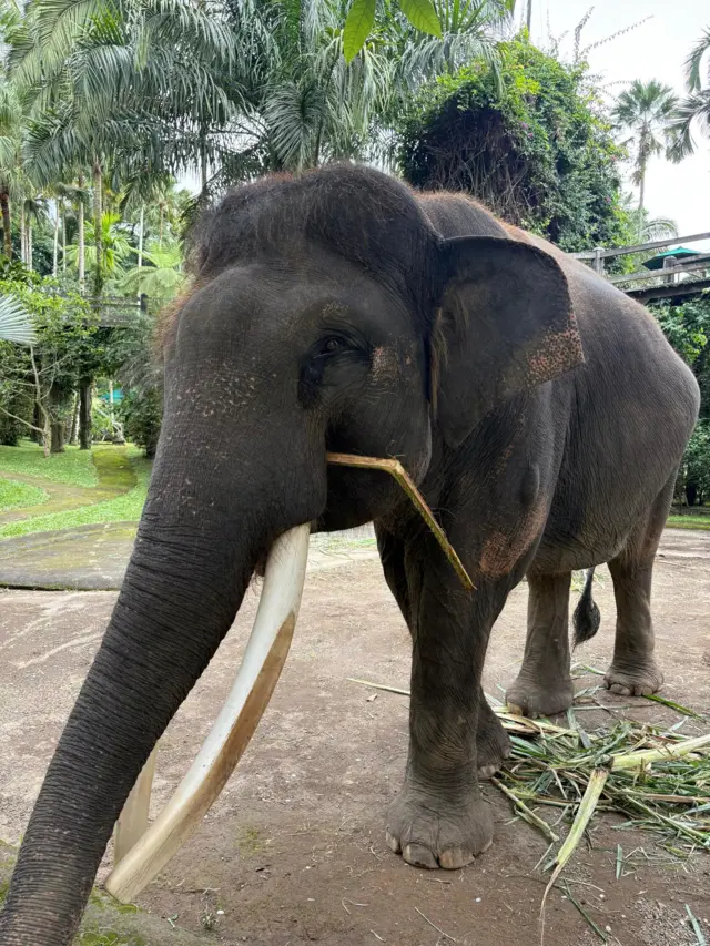 gajah, atraksi menunggangi gajah, Mason Elephant Park (MEP), Gianyar, Bali