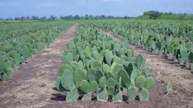 مزرعة صبار التين الشوكي