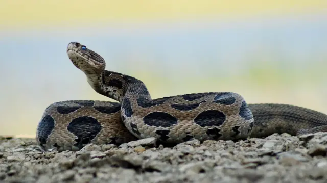 வங்கதேசம்: கண்ணாடி விரியன் பாம்புகளை அடித்துக் கொல்ல படையெடுக்கும் மக்கள் – ஏன்? என்ன நடந்தது?