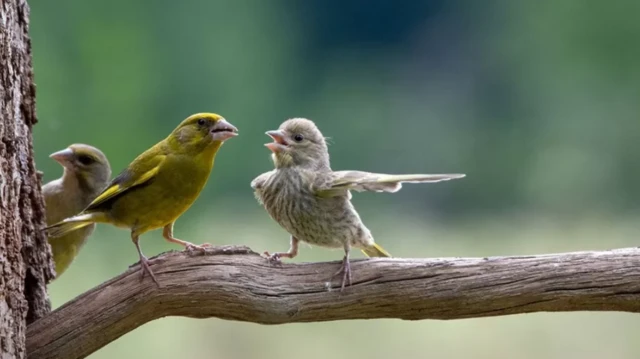 طائر الحسون