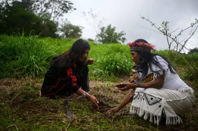 امرأتان من السكان الأصليين من شعب غواراني في البرازيل يزرعن الذرة في ولاية ريو دي جانيرو بالبرازيل